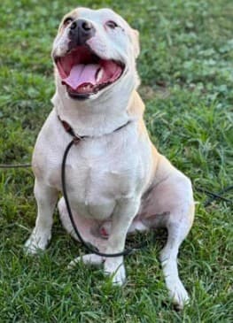 Cutler, a Pit Bull Terrier, available for adoption