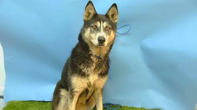 Nala, a Siberian Husky, available for adoption