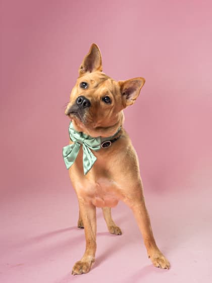 Tessa, a Terrier, available for adoption