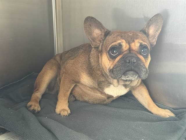 A5788762, a French Bulldog, available for adoption