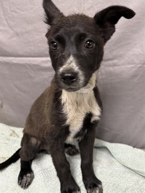 Mia, a German Shepherd, available for adoption