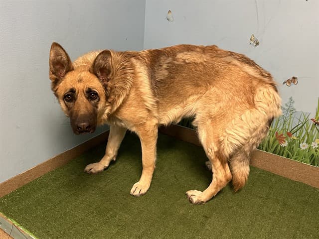 Bella, a German Shepherd, available for adoption