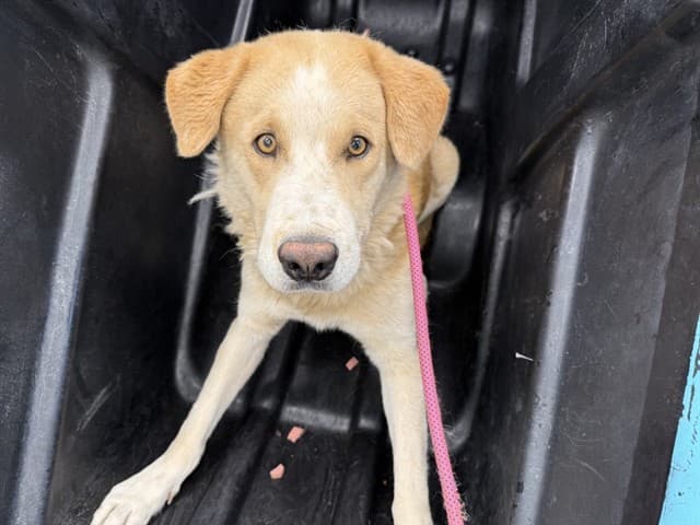 Popsicle, a Labrador Retriever (mix breed), available for adoption