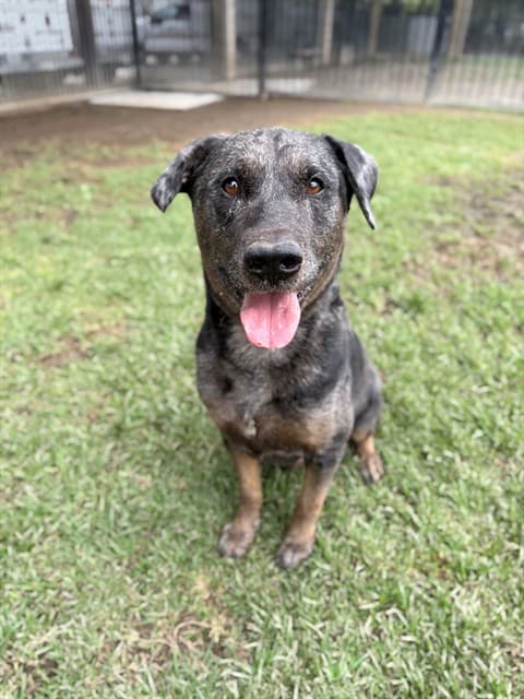 Frederikson, a Pit Bull Terrier, available for adoption