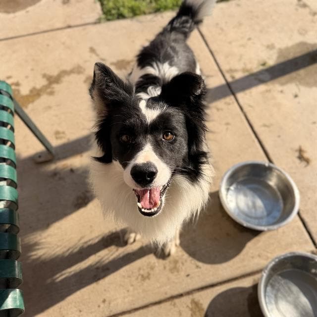 Pinto, a Border Collie, available for adoption