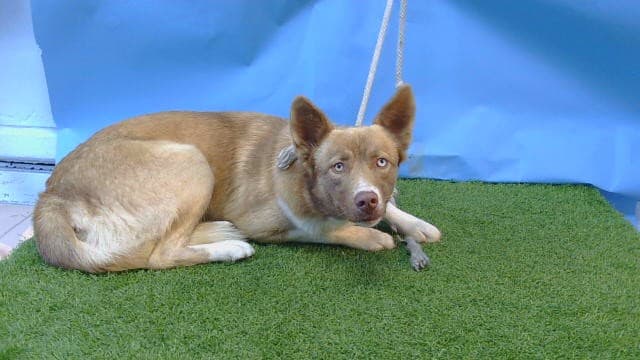 Marcus, a Siberian Husky, available for adoption