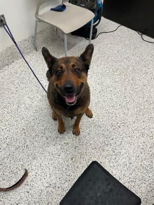 Sister4, a German Shepherd, available for adoption