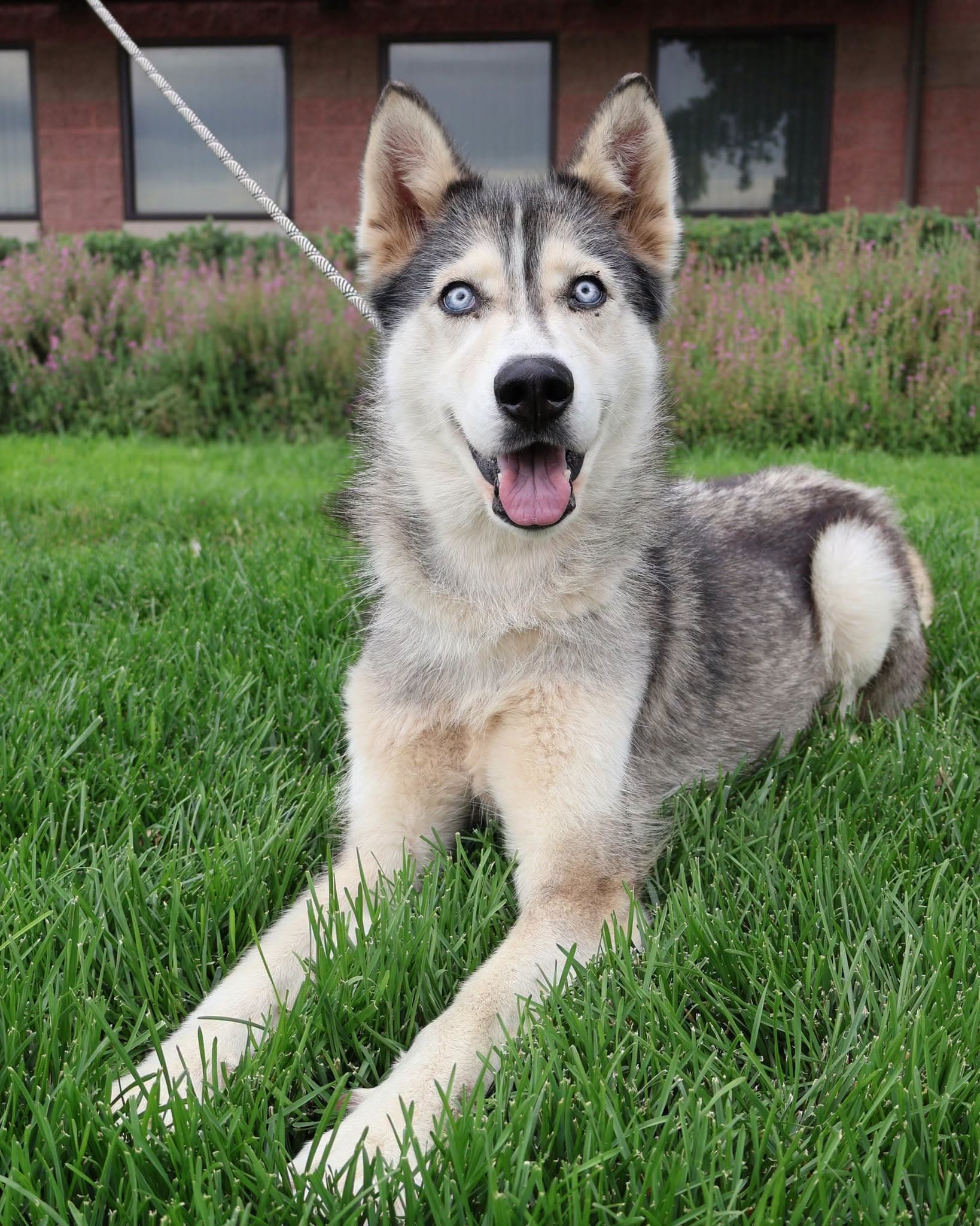 Faye, a Siberian Husky, available for adoption