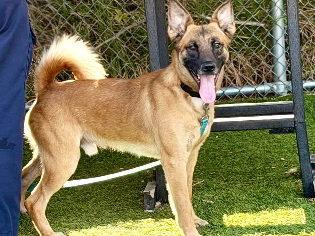 Jimbo, a German Shepherd, available for adoption