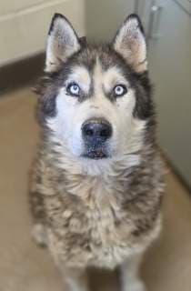 Craig, a Siberian Husky, available for adoption