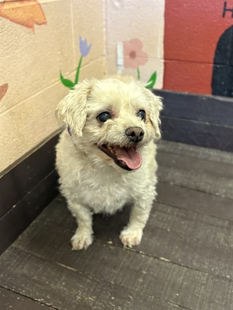 Butter, a Terrier, available for adoption