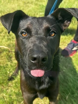 Bearemy Bear, a Pit Bull Terrier (mix breed), available for adoption