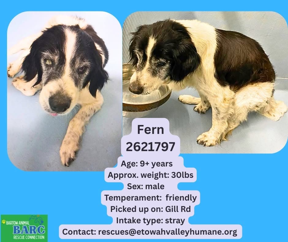 Fern, a Spaniel, available for adoption