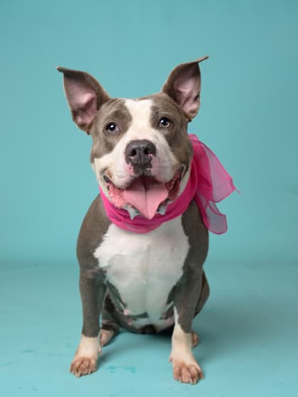Mopsie4, a Terrier, available for adoption