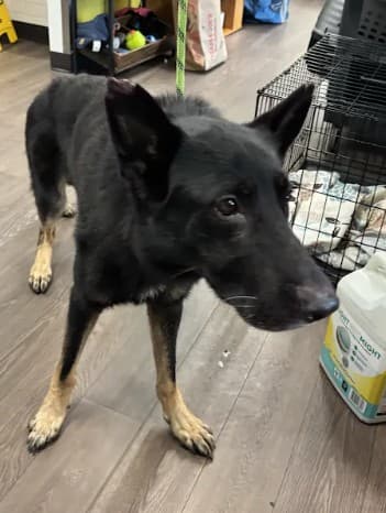 Crest, a Labrador Retriever, available for adoption