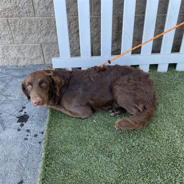 Stetson, a Chesapeake Bay Retriever, available for adoption