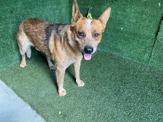 Ford, a Australian Cattle Dog/Blue Heeler, available for adoption