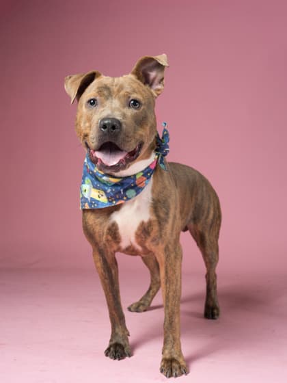 Blueberry, a Terrier, available for adoption
