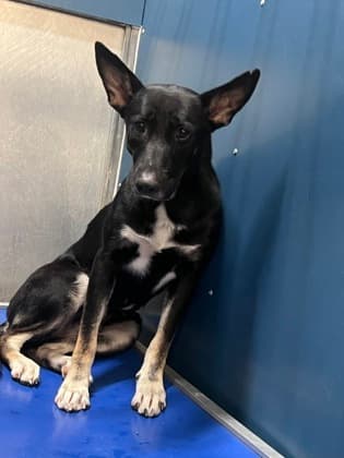 Pawlette, a German Shepherd, available for adoption