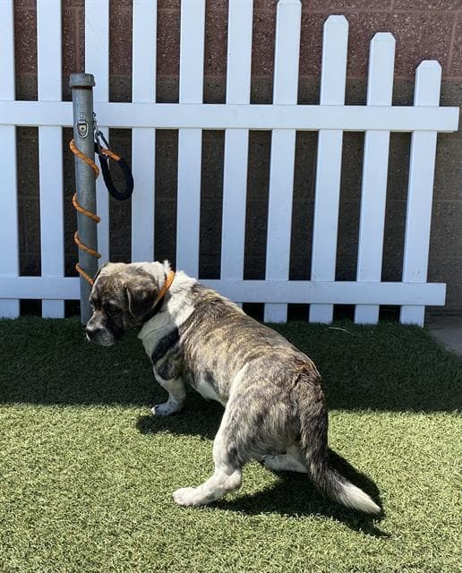 Cyber, a Basset Hound, available for adoption