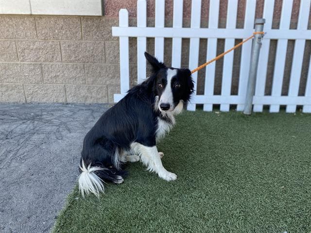 Bocephus, a Border Collie, available for adoption