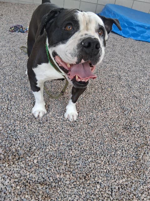 Marmalade, a American Bulldog, available for adoption