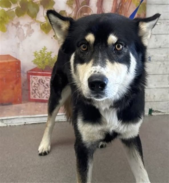 Jakie, a Siberian Husky, available for adoption