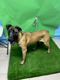 Bruce, a Belgian Shepherd Malinois, available for adoption