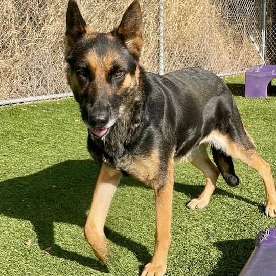 Cassidy, a German Shepherd, available for adoption