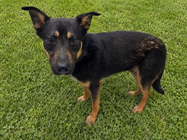 Cubby, a Australian Cattle Dog/Blue Heeler, available for adoption