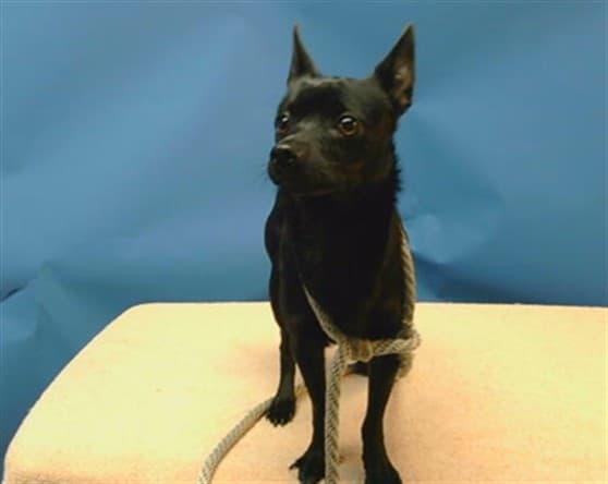 Spencer, a Chihuahua, available for adoption