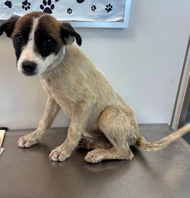 Rhea, a German Shepherd, available for adoption