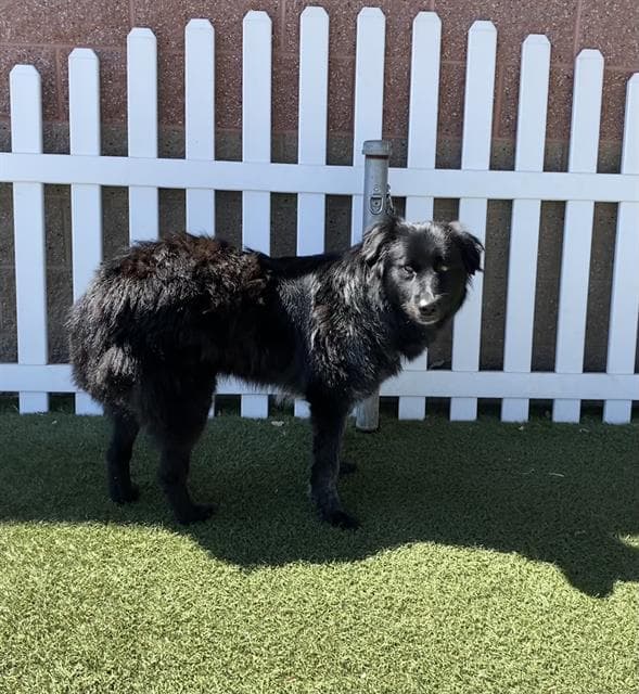 Swan, a Border Collie, available for adoption
