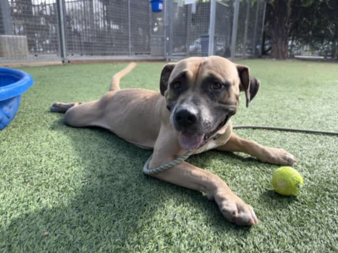 Cecilia, a American Bulldog, available for adoption