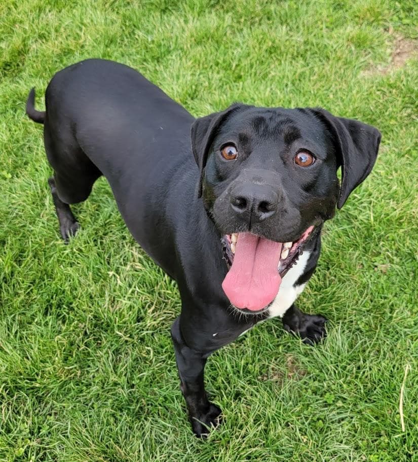 Caulder, a Labrador Retriever (mix breed), available for adoption