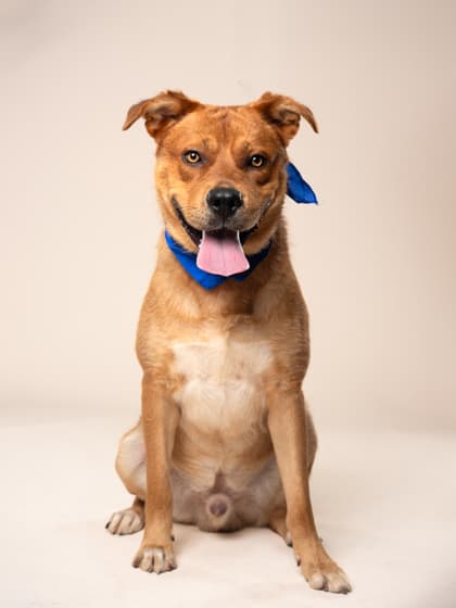 Stamper, a Terrier, available for adoption