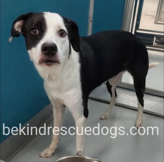 A477480, a Australian Cattle Dog/Blue Heeler, available for adoption