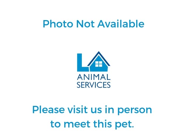 Olivia, a Pit Bull Terrier, available for adoption