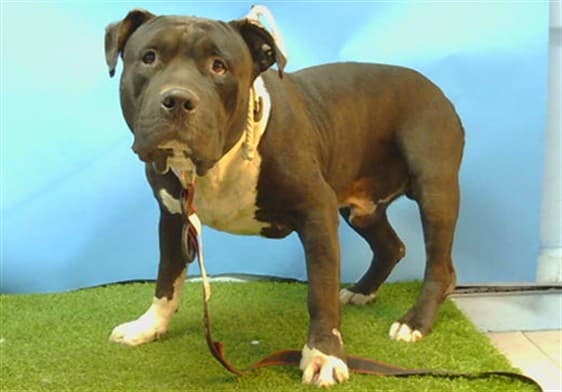 A5789622, a Pit Bull Terrier, available for adoption