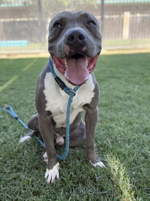 Smalls, a Pit Bull Terrier, available for adoption