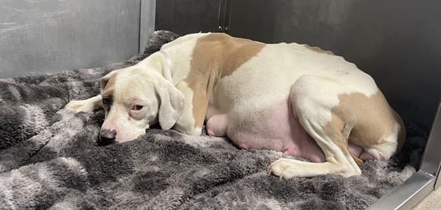 Queen, a Pit Bull Terrier, available for adoption
