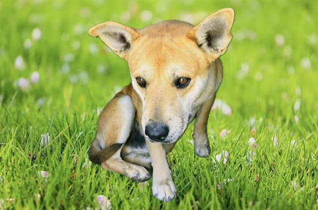 Harry, a German Shepherd, available for adoption