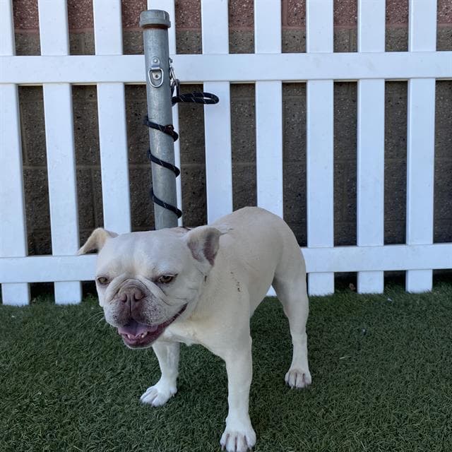 Sardine, a French Bulldog, available for adoption