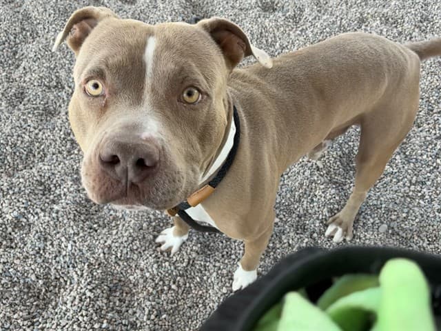 Bronco, a Staffordshire Bull Terrier (mix breed), available for adoption