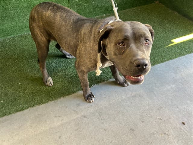 Delta, a American Staffordshire Terrier, available for adoption