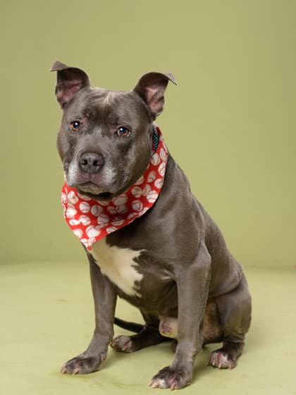 Wilmer4, a Pit Bull Terrier, available for adoption