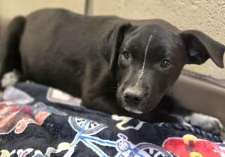 Tanna, a Labrador Retriever (mix breed), available for adoption