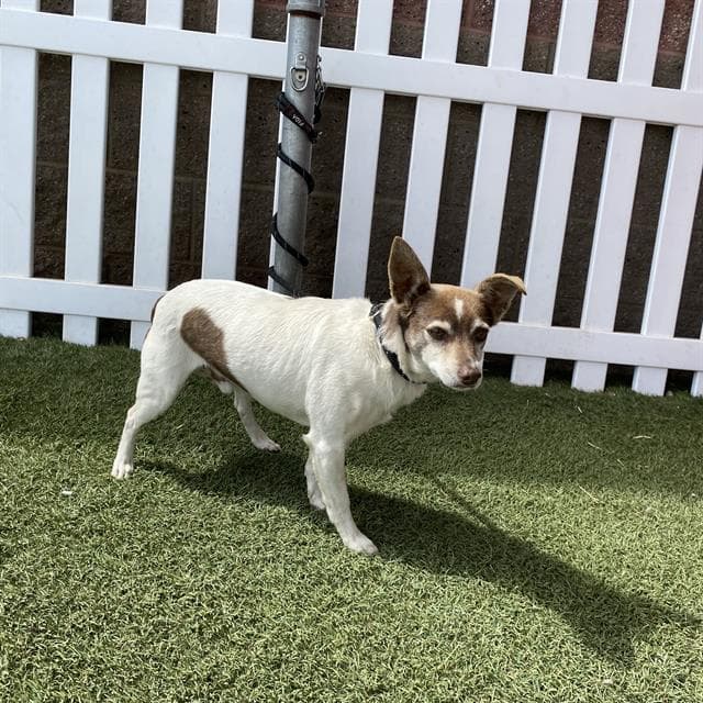 Jack, a Jack Russell Terrier, available for adoption
