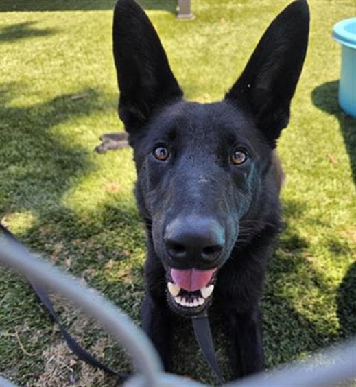 Draco, a German Shepherd, available for adoption