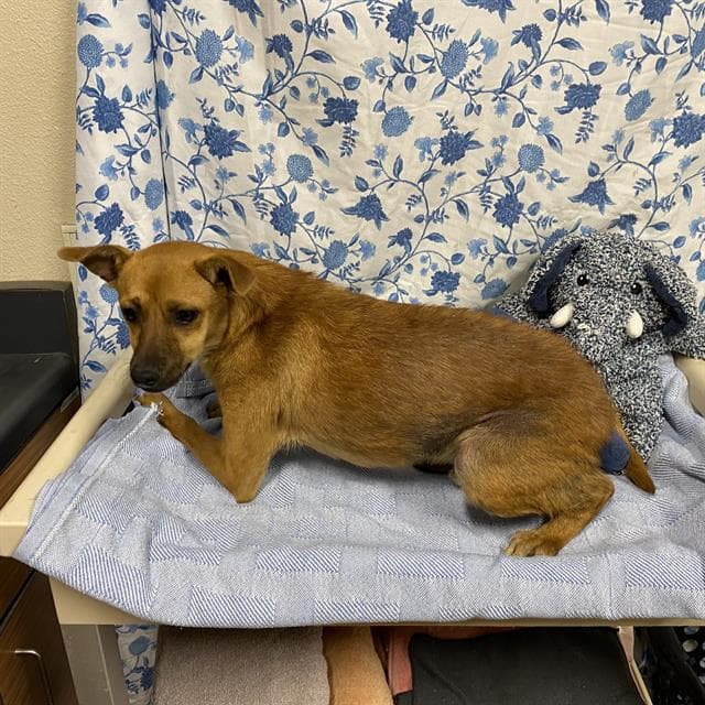 Radish, a Chihuahua, available for adoption